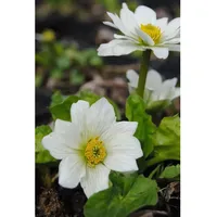 Pflanzen Für Dich Caltha palustris var.alba, Sumpfdotterblume, ca. 9x9