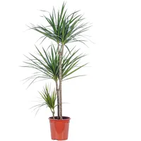 Flowerbox Value Greens Drachenbaum 3-Stamm Dracaena Marginata ca. 115