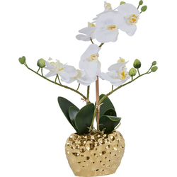 Kunstpflanze Orchidee Orchidee, Leonique, Höhe 38 cm, Kunstorchidee, im Topf weiß 13 cm x 38 cm x 6,5 cm