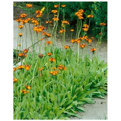Hieracium aurantiacum, Orangerotes Habichtskraut, ca. 9x9 cm Topf