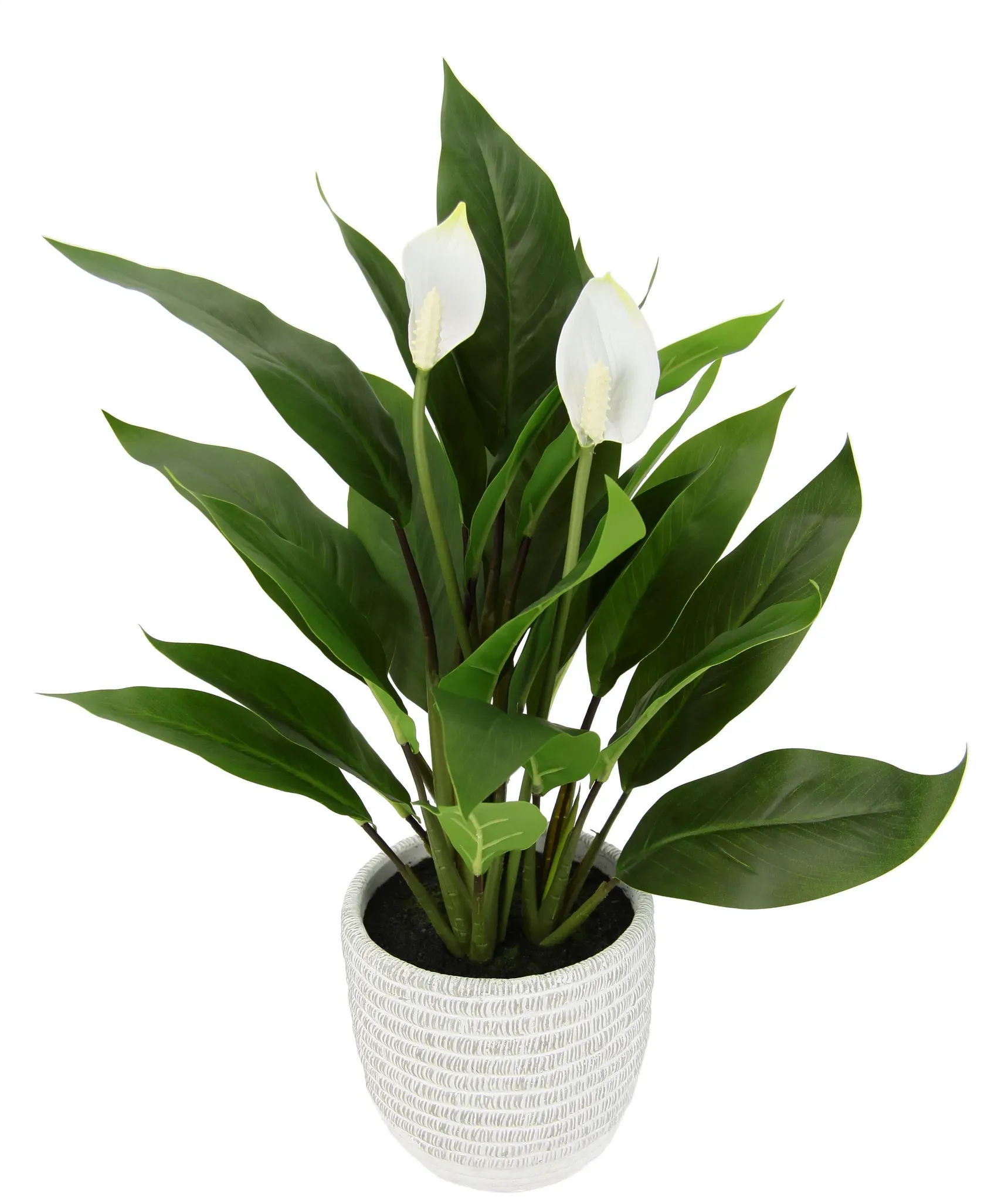 I.GE.A. Kunstpflanze »Spathiphyllum«, im Topf Anthurie Calla Flamingoblume exotische Pflanze weiße Blüten I.GE.A. grün,weiß