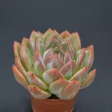 Echeveria Pink Champagne