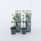 Plant in a Box - 4 Stk - Clematis hybrid 'Taiga' - Höhe 25-40cm - Topf 9cm