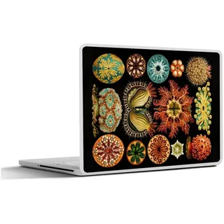 MuchoWow Laptop-Aufkleber Vintage - Ernst Haeckel - Meerestier - Natur - Meer - Kunst, (1tlg), Laptop Folien Cover, Aufkleber, Sticker, Schutz vor Kratzern, 25x18 cm bunt Ø 30.81 cm x 25 cm x 18 cm