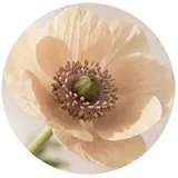 OnlyWow Badematte Blume - Minimalistisch - Grün, Höhe 10 mm, Polyester, Rund, Badezimmerteppich, Badteppich, Rutschfest, Badvorleger, Waschbar grün Rund | 70 cm x 70 cm x 10 mm