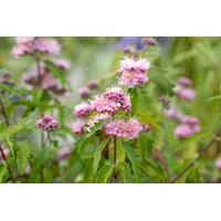 Pflanzen Für Dich Caryopteris clandonensis 'Pink Perfection' ®, Bartblume,