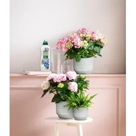 Dehner Hortensien- und Rhododendrondünger Flüssigdünger organisch 1 l