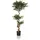 HJH Office Kunstpflanze ACACIA 155 cm Grün