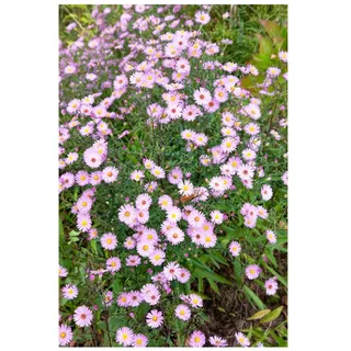 Aster vimineus 'Lovely', Myrten-Aster, zartrosa, ca. 11x11 cm Topf