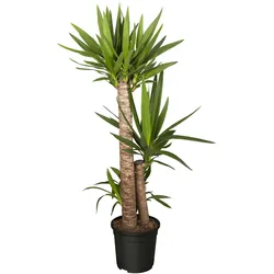 Riesen-Palmlilie - Yucca elephantipes, Höhe 80-90 cm, Ø17cm, 1 Pflanze