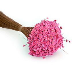 Trockenblumen Glixia, pink