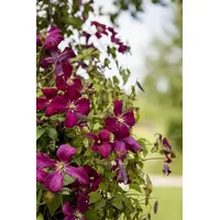 Pflanzen-für-dich.de Clematis viticella 'Kermisina' 2L 40- 60