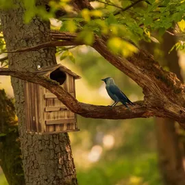 Relaxdays Eulen Nistkasten Holz Hellbraun,