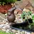 Hi Wasserspeier Froschkönig Braun