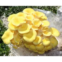 Limonenpilz-Pilzzuchtkultur XXL, BIO