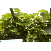 Pflanzen Für Dich Aristolochia macrophylla, Pfeifenwinde, großblättrig, 60–100 cm