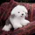 Folkmanis® Puppets Bobtail