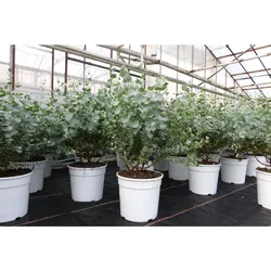 Eucalyptus Gunni Gunnii Busch Kugel Eukalyptusbaum, Höhe 35 - 40cm Pflanze winterhart