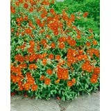 PlantaPro Helianthemum 'Watergate Orange' 9x9 cm Topf – Winterhart, Immergrün, Pflegeleicht – Sonnenröschen – Bodendecker für Steingarten & Beet