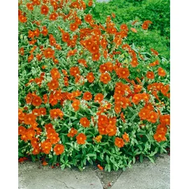 PlantaPro Helianthemum 'Watergate Orange' 9x9 cm Topf – Winterhart, Immergrün, Pflegeleicht – Sonnenröschen – Bodendecker für Steingarten & Beet