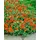 PlantaPro Helianthemum 'Watergate Orange' 9x9 cm Topf – Winterhart, Immergrün, Pflegeleicht – Sonnenröschen – Bodendecker für Steingarten & Beet