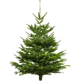 Echter Weihnachtsbaum Nordmanntanne, Höhe 160 - 180 cm, Premiumqualität, fris...