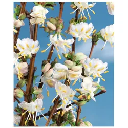 Lonicera purpusii 'Winter Beauty', Duft-Heckenkirsche, cremeweiß, 40–60 cm