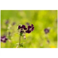 Pflanzen Für Dich Geranium phaeum, Storchschnabel, violett, ca. 9x9