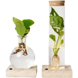 Tchibo - Wasserpflanze im Glas mit LED »Monstera und Clusia« - grün