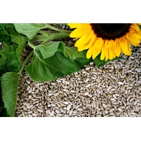 25 kg Sonnenblumenkerne geschält Neue Ernte 2023 von Futterbauer