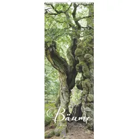 Neumann Bäume 2026 - Streifenkalender XXL 25x69 cm -