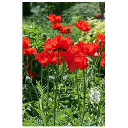 Papaver orientale 'Rembrandt', Türkischer Mohn, rot, ca. 9x9 cm Topf