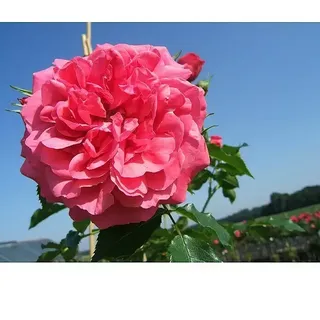 Kletterrose  (Rosa 'Rosarium Uetersen' -R-, Kräftig Rosa)