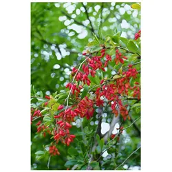 Berberis vulgaris, Gewöhnliche Berberitze, 40–60 cm