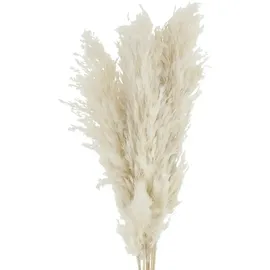 Asa Selection Trockenblumen ¦ creme