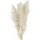 Asa Selection Trockenblumen ¦ creme