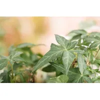 Pflanzen Für Dich Hedera helix Heron Efeu, grün-weiß, ca.