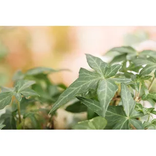 Pflanzen Für Dich Hedera helix Heron Efeu grün-weiß, ca. 9x9 cm Topf