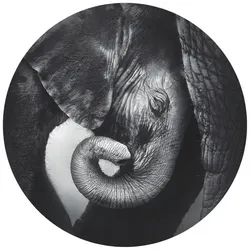 K&L Wall Art Vliestapete »Runde Vliestapete«, Baby Elefant Safari Tiere Kinder, mehrfarbig, matt - bunt