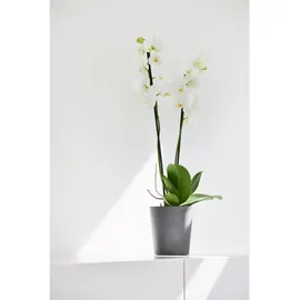 Ecopots Morinda Ø 14,2 x 16 cm Grau