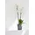 Ecopots Morinda Ø 14,2 x 16 cm Grau