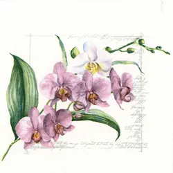 ti-flair 20 Servietten Papier 33x33cm 3-lagig - hochwertige Einweg Papierservietten für Feier Hochzeit Geburtstag Frühlingsdeko Sommer Blumen Orchideen Rosa