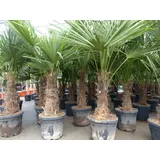 grünwaren XL Stämme Palme winterhart 140-180 cm Trachycarpus fortunei, Hanfpalme,