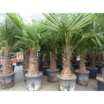 grünwaren XL Stämme Palme winterhart 140-180 cm Trachycarpus fortunei, Hanfpalme,