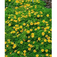 Pflanzen Für Dich Delosperma nubigenum, Mittagsblume, gelb, ca. 9x9