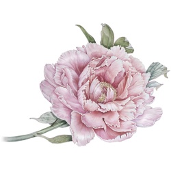 Wandtattoo QUEENCE „Klara“ Wandtattoos Gr. B/H: 80 cm x 80 cm, Blume, rosa Wandtattoos Natur