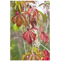 Pflanzen Für Dich Parthenocissus quinquefolia 'Engelmannii', Wilder Wein, 150–200