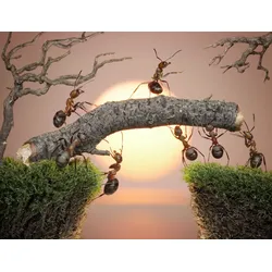 Fototapete PAPERMOON "Ants Teamwork", bunt (mehrfarbig), B:4m L:2,6m, Vlies, Tapeten