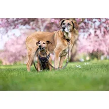 Wolters Hundegeschirr Professional Comfort olive/schwarz