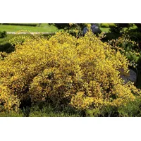 Pflanzen Für Dich Genista lydia, Ginster, gelb, 20–30 cm